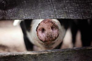 Pig snout poking through fence
