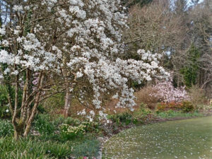 Magnolias at Rosemoor
